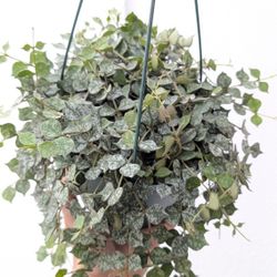 Hoya Curtisii Plant 6" Pot - Indoor House Plants 