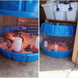 Silky chicken cages