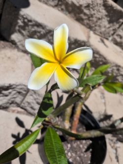 Plumeria Plant Large Pot 7Tips
