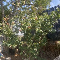 10ft Peach Tree