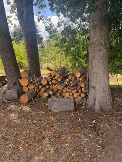 Large Pile of Cut Firewood Logs
