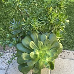 Assorted Succulent Plants 