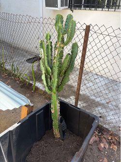 Medium to large cactus, milk tree maybe
