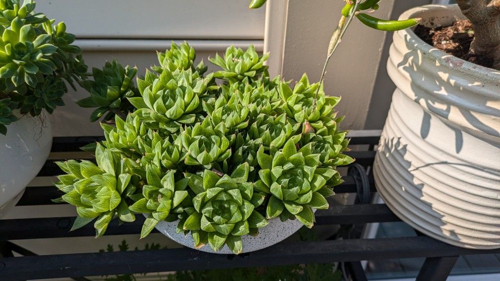 Giant Multi Head Succulent