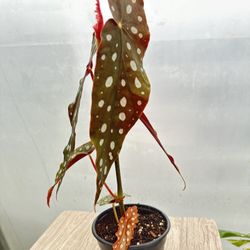 Begonia Polka Dot Plant