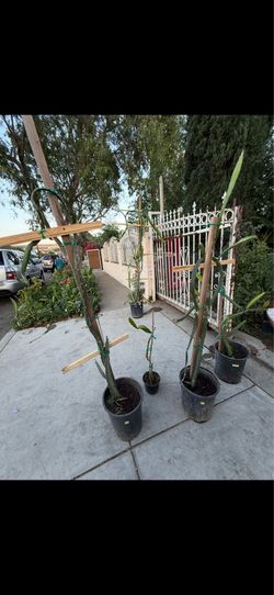 Plantas de la fuga del dragón…diferentes precios