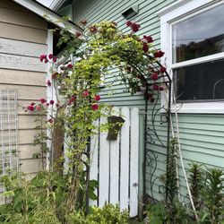 Instant Arbor With Beautiful Climbing Rose 🌹 Amd Jasmine 