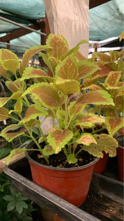 Coleus plant 6 in pot