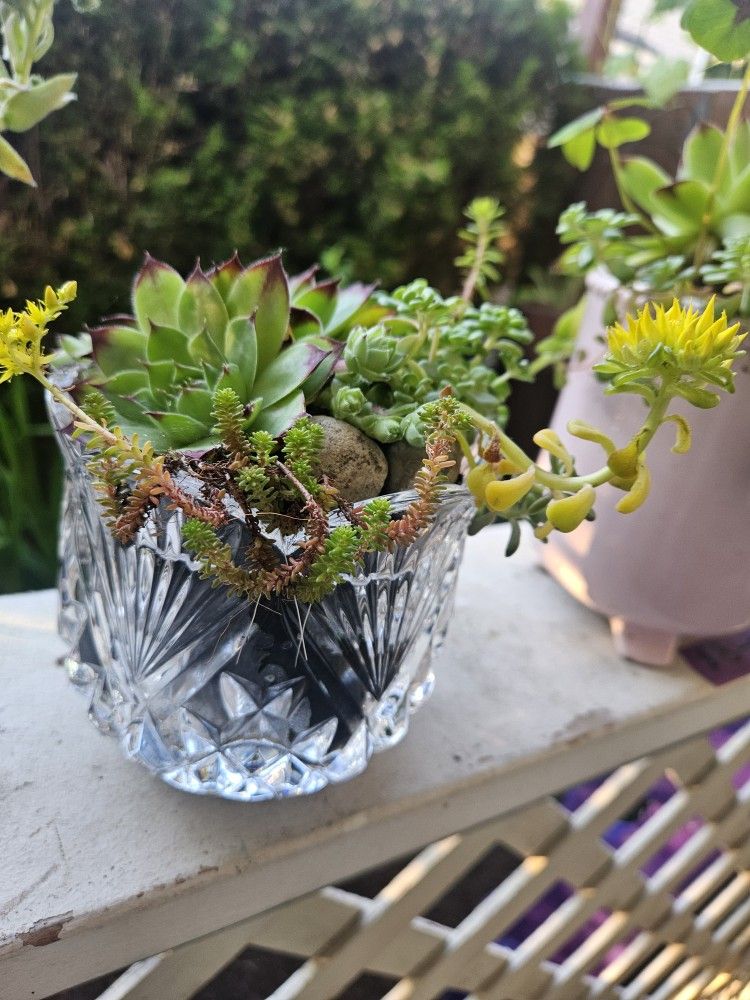Plant Succulent In France Glass Vase, Good Inside Or Outside