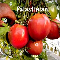 🍅 Organic Heirloom Tomato Plants – Grown Local! 🌱