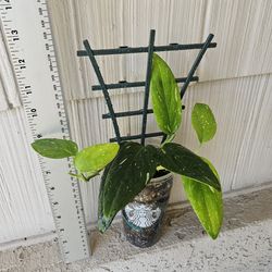 Monstera Standleyana Variegata Plant With Mini Trellis