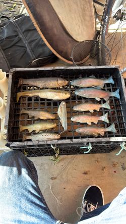 Swimbait
