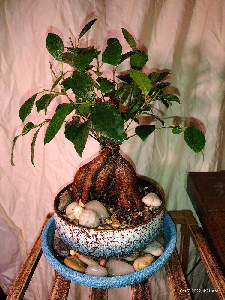 10" Ginseng Ficus Bonsai 