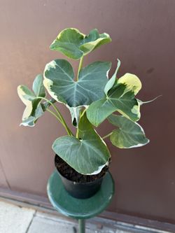 6” Alocasia Mickey Mousse 