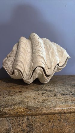 Tridacna gigas- giant clam shell