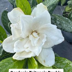 🤍 Plant: Gardenia Taitensis ‘Double’