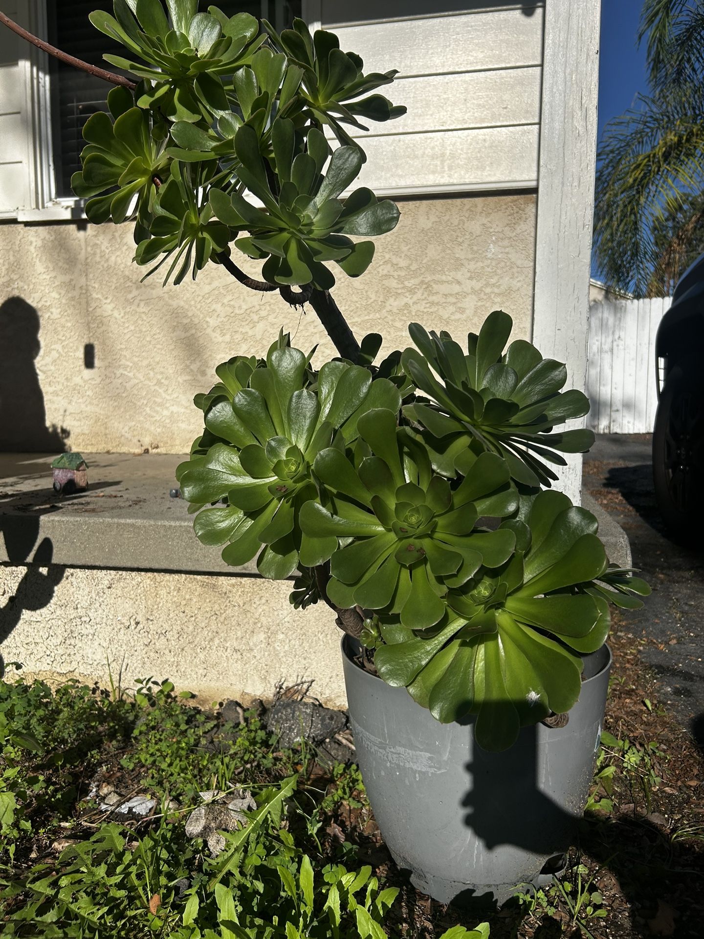 Aeonium succulent plant