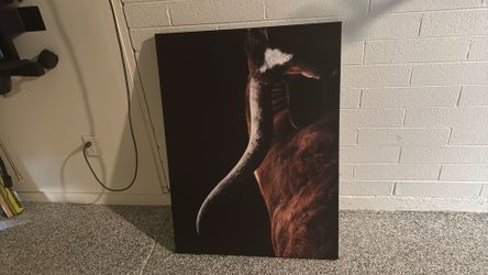 Bull Canvas