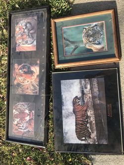6 tiger 🐅 🐯 Posters