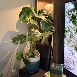 2 Monstera Plants $20