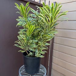 10” dracaena song of india 