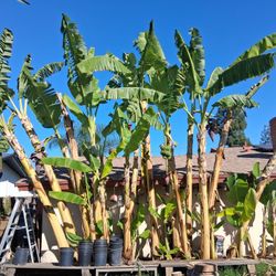 Fruitful Banana Trees/Pups for Sale