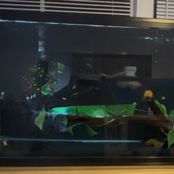Fish Tank 60x18x23 1/2.  $150 