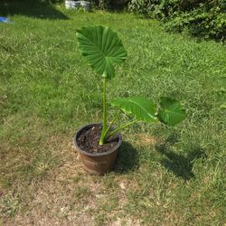 Alocasia Plant 