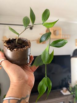 Hoya polyneura plant 🌱