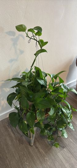 plant