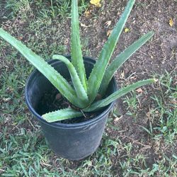 Aloe Vera 