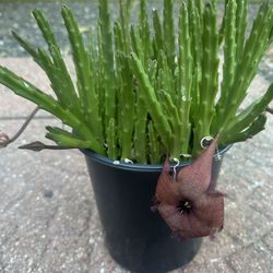 cactus 