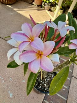 Lavender Splash Plumeria, About 3 Feet Tall