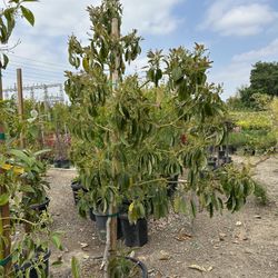 Hass Avocado Fruit Tree