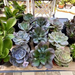 Multiple Large Succulents