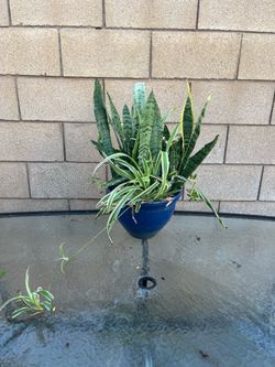 Bundle of plants