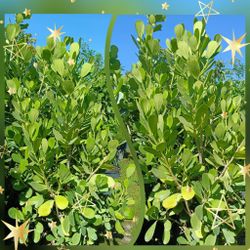 Clusia Privacy Hedge Plants 25gl $95🌿🌿🌿