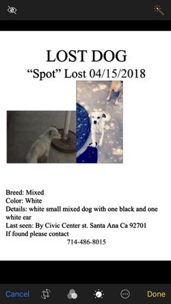 Lost dog