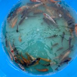 Koi Fish