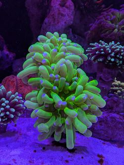 Fake Decorations Coral For Saltwater Reef Fish Tank