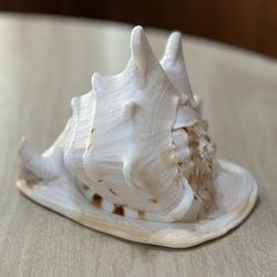 1950s Horned Helmet Shell (Cassis cornuta)