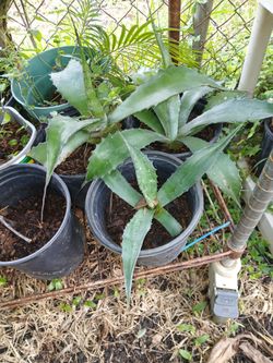 $2 Each Agave Green Gaint Agave 