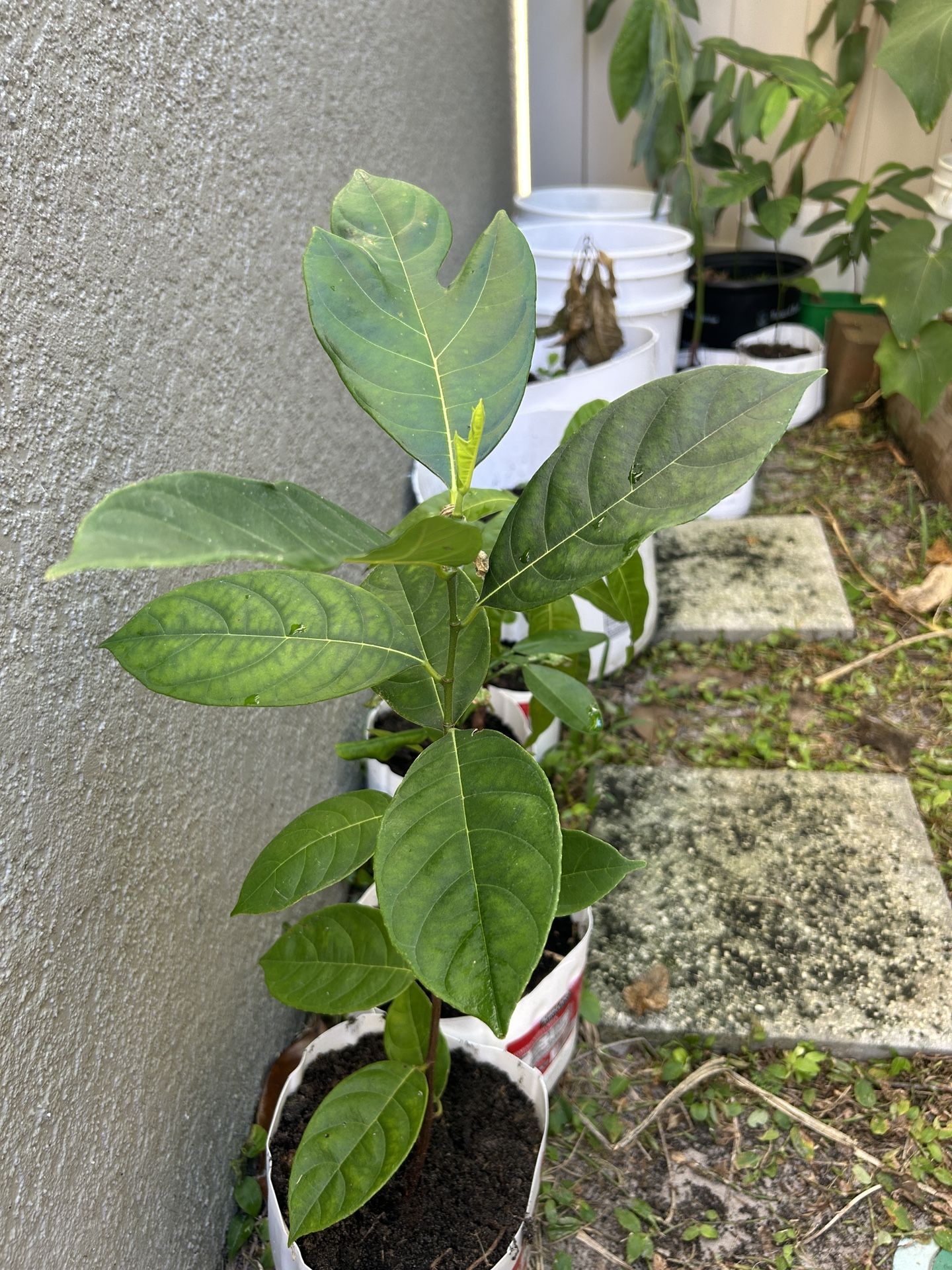 Jackfruit Plant