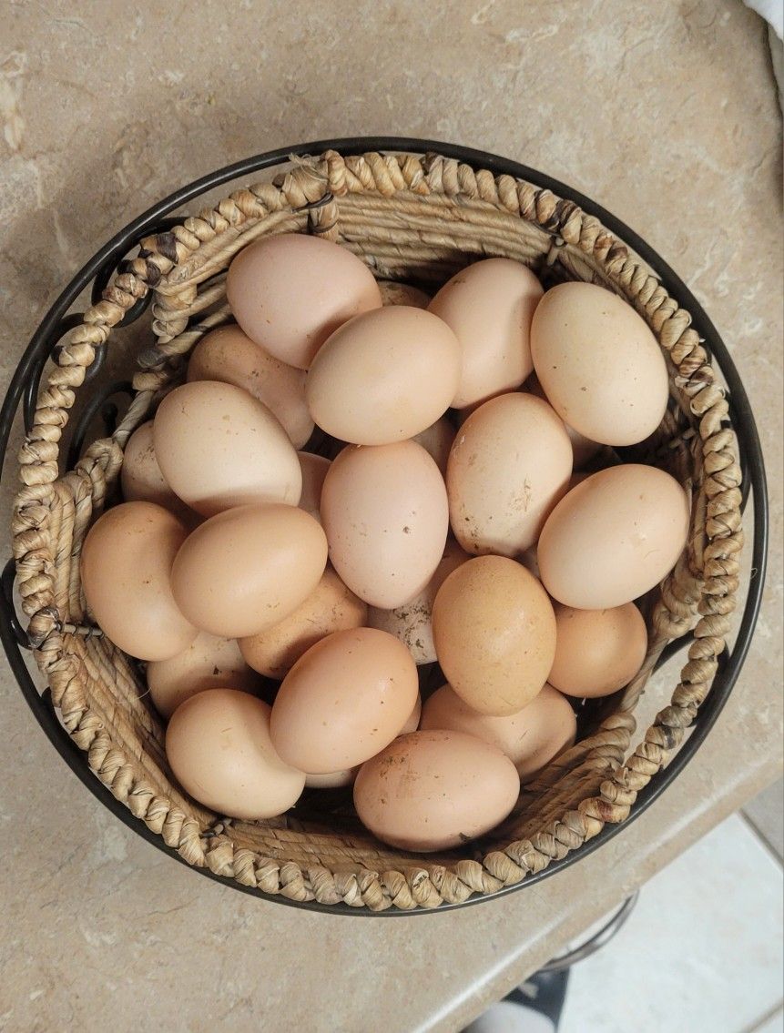 Fresh Organic Eggs