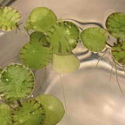 Variegated Frogbit Aquarium Plants