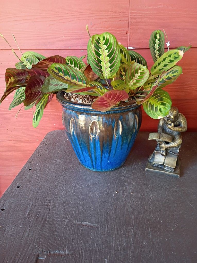 BEUTIFULL PLANT 😍🌺