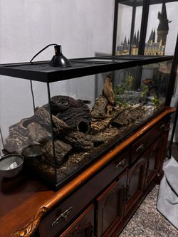 Ball Python, Full Tank And Full Setup