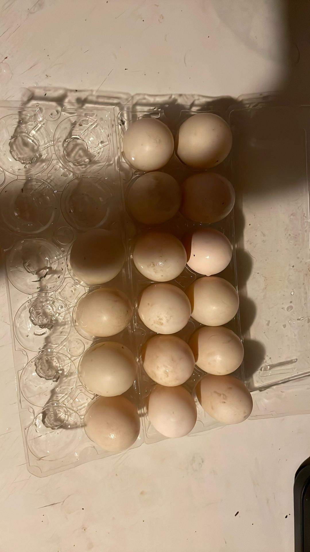 Duck Eggs
