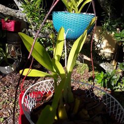 PLANT SALE  . Orchids,   Bromelaids , Pony Tail Palms
