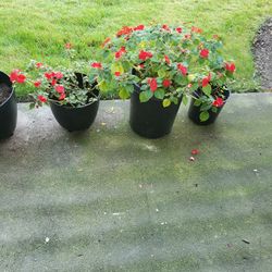 Plants For Sale For Best offer 